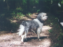 Bambuli June 2001