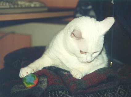 Meggie, our cat. She is deaf