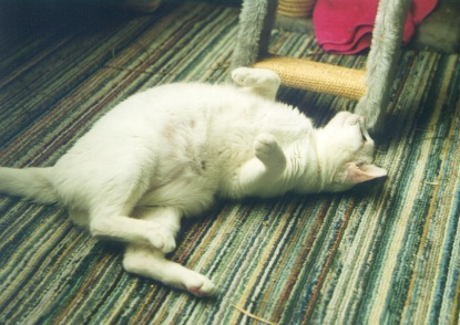 Meggie